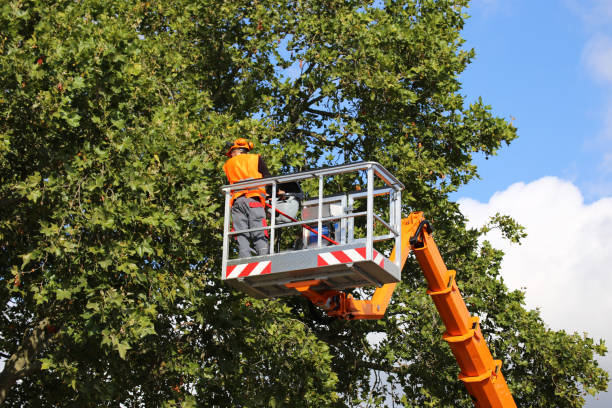 Best Hazardous Tree Removal  in Norwood, OK