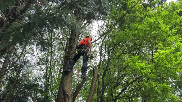 Leaf Removal in Norwood, OK