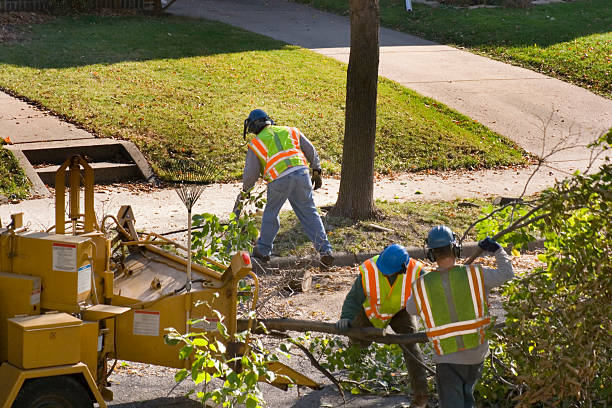 Best Lawn Renovation and Restoration  in Norwood, OK