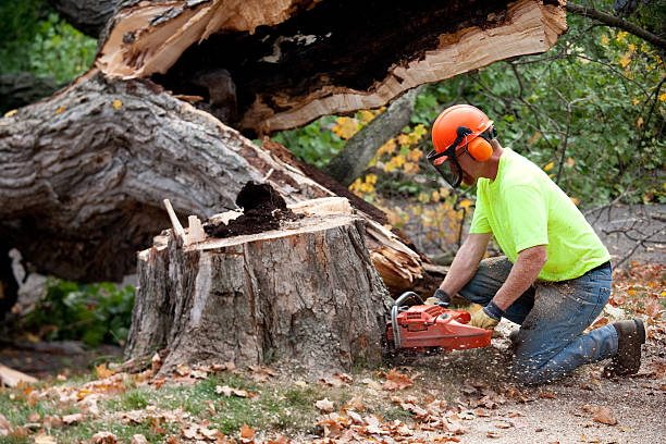 Reliable Norwood, OK Tree Services Solutions